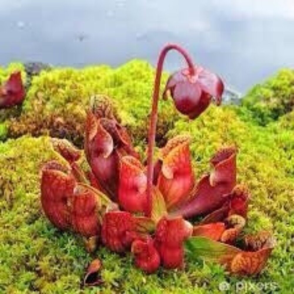 50 Purple pitcher plant seeds, Carnivorous Plant,  Sarracenia purpurea